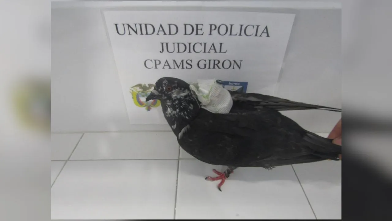imagen dada